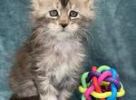 Onyx - Maine Coon Kitten For Sale - Brooklyn&comma; NY&comma; US