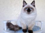 Timothy - Siberian Kitten For Sale - Pembroke Pines&comma; FL&comma; US