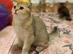 Leon - Scottish Fold Cat For Sale - New York&comma; NY&comma; US