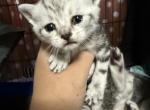 Kitten 3 - Scottish Straight Kitten For Sale - Brooklyn, NY, US