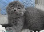 Alex - Scottish Fold Kitten For Sale - Hollywood&comma; FL&comma; US