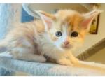 Red Classic Polydactyl - Maine Coon Kitten For Sale - Boscawen&comma; NH&comma; US