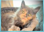 Anatasia - Maine Coon Cat For Sale/Retired Breeding - Boscawen&comma; NH&comma; US