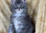 Benny - Maine Coon Kitten For Sale - Old Bridge&comma; NJ&comma; US