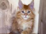 Hunter - Maine Coon Kitten For Sale - Old Bridge&comma; NJ&comma; US