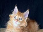 Lion - Maine Coon Kitten For Sale - Old Bridge&comma; NJ&comma; US