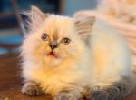 Beautiful CFA Registered Lynx Point Himalayan - Himalayan Kitten For Sale - Perry&comma; FL&comma; US