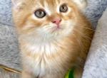 Scottish fold orange - Scottish Fold Kitten For Sale - Champions Gate&comma; FL&comma; US