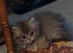 Adorable CFA Registered Silver Shaded Persian - Persian Kitten For Sale - Perry&comma; FL&comma; US