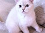 KAIA - Scottish Straight Cat For Sale - Austin&comma; TX&comma; US