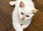 MOONIE - Scottish Straight Kitten For Sale - Austin&comma; TX&comma; US