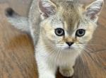 MIA - Scottish Straight Kitten For Sale - Austin&comma; TX&comma; US
