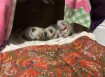 Molly Muscadine - Siamese Cat For Sale - Winder&comma; GA&comma; US