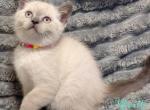 Lara - Scottish Straight Kitten For Sale - Hollywood, FL, US