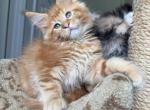 Benjamin - Maine Coon Kitten For Sale - Melbourne&comma; FL&comma; US