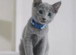 Yogi - Russian Blue Kitten For Sale - Pembroke Pines&comma; FL&comma; US