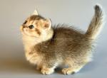 Lyrin munchkin golden ticked chinchilla short legs - Munchkin Kitten For Sale - TX&comma; US
