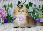 Diamond munchkin golden chinchilla longhair boy - Munchkin Kitten For Sale - TX&comma; US
