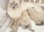 Lilly - Ragdoll Kitten For Sale - Lowell&comma; MA&comma; US