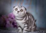 Nala - Scottish Fold Kitten For Sale - Brooklyn&comma; NY&comma; US
