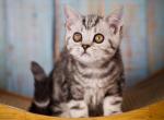 Nemo - Scottish Straight Kitten For Sale - Brooklyn&comma; NY&comma; US