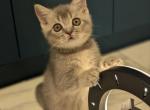 Verochka - Scottish Straight Kitten For Sale - Brooklyn&comma; NY&comma; US