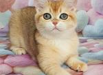Ruzana - British Shorthair Kitten For Sale - Brooklyn&comma; NY&comma; US