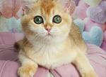 Roza - British Shorthair Kitten For Sale - Brooklyn&comma; NY&comma; US