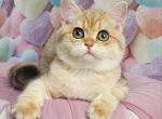 Sonya - British Shorthair Kitten For Sale - Brooklyn&comma; NY&comma; US