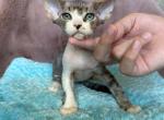 Simba DVR - Devon Rex Kitten For Sale - Brooklyn&comma; NY&comma; US