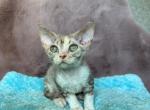 Ruby - Devon Rex Kitten For Sale - Brooklyn&comma; NY&comma; US
