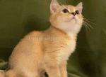 ShermanOaks CA Luana golden ticked british girl - British Shorthair Cat For Sale - CA&comma; US