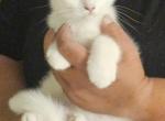Scottish folds & straight bluepoint Litter - Scottish Fold Kitten For Sale - Miami&comma; FL&comma; US