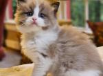 Seal mink bicolor - Ragdoll Kitten For Sale - Farmville&comma; VA&comma; US