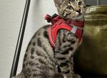 Suki aka Krista - Bengal Kitten For Sale - Oklahoma City&comma; OK&comma; US