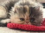 Diggie - Persian Kitten For Sale - Pleasant Hill&comma; CA&comma; US