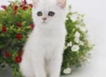 Guchy - British Shorthair Cat For Sale - Ashburn&comma; VA&comma; US