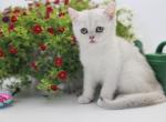 Glory - British Shorthair Cat For Sale - Ashburn&comma; VA&comma; US