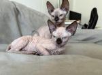Sphinx - Sphynx Cat For Sale - Palmyra&comma; PA&comma; US