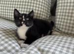 Oliver - Domestic Kitten For Sale - West Springfield&comma; MA&comma; US