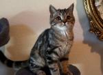 Buster - Scottish Straight Kitten For Sale - North Richland Hills&comma; TX&comma; US
