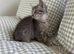 Theo - Domestic Kitten For Sale - West Springfield&comma; MA&comma; US