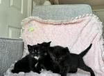 4 kittens - Domestic Kitten For Sale - Southwick&comma; MA&comma; US
