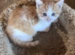 Blaze - Domestic Cat For Sale - Seville&comma; OH&comma; US