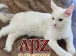 Lily - Maine Coon Cat For Sale - Perry&comma; FL&comma; US