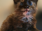 Litter S - Maine Coon Kitten For Sale - Perry&comma; FL&comma; US