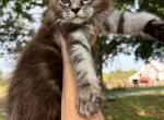 Marble - Maine Coon Kitten For Sale - Kansas City&comma; MO&comma; US