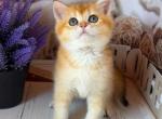Loc LA good boy - British Shorthair Kitten For Sale - Glendale&comma; CA&comma; US