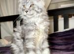 Shinyboo - Maine Coon Cat For Sale - Hollywood&comma; FL&comma; US