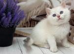 Brioche - British Shorthair Kitten For Sale - Glendale&comma; CA&comma; US